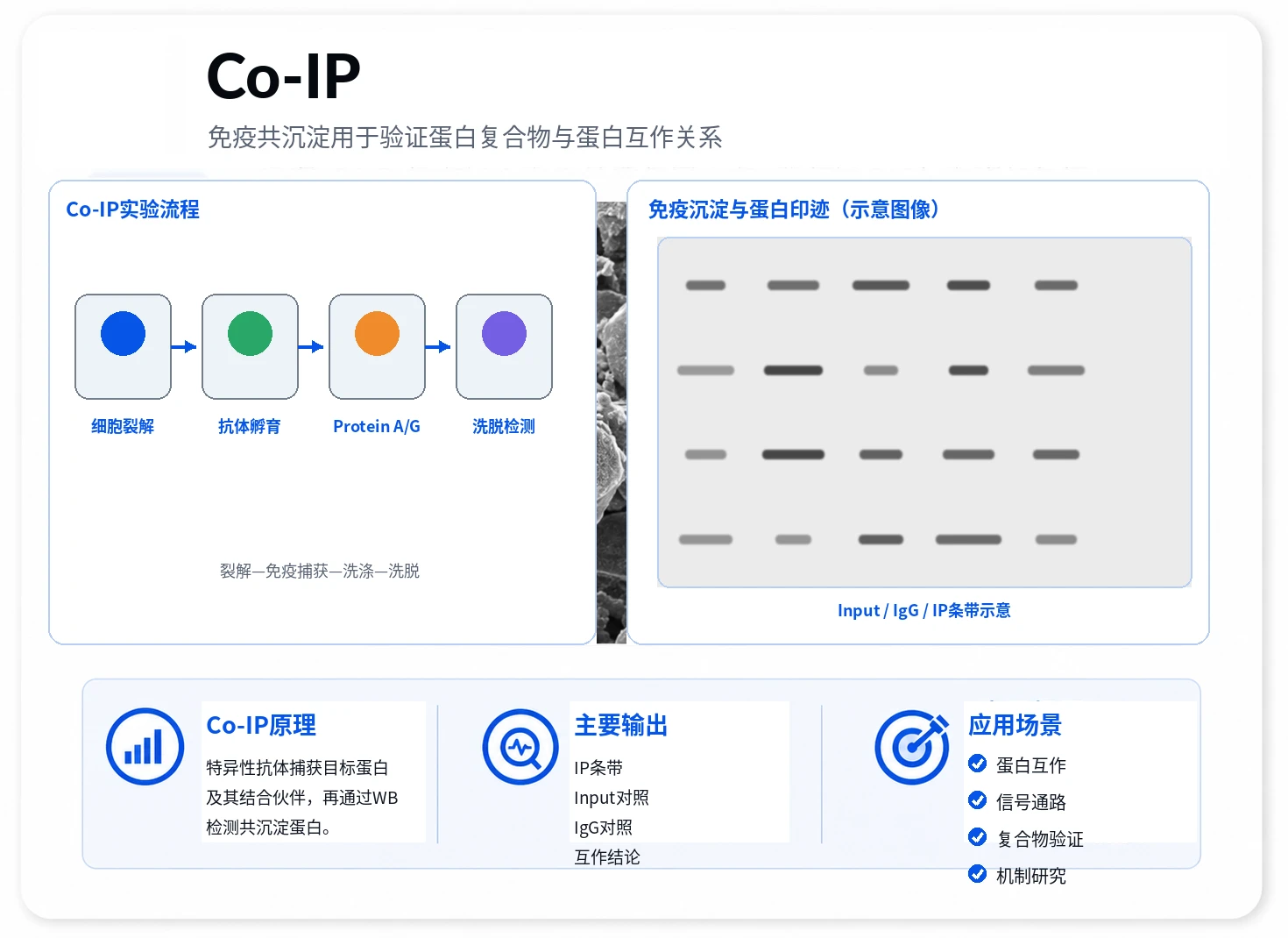 Co-IP免疫共沉淀参考图