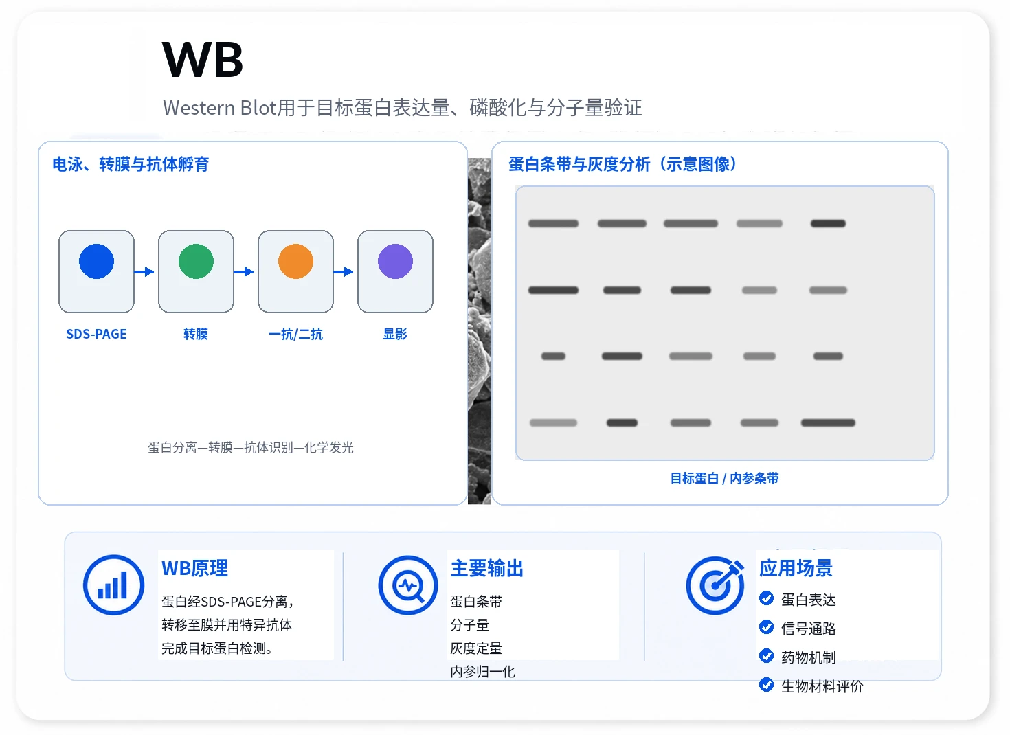 Western-Blot参考图