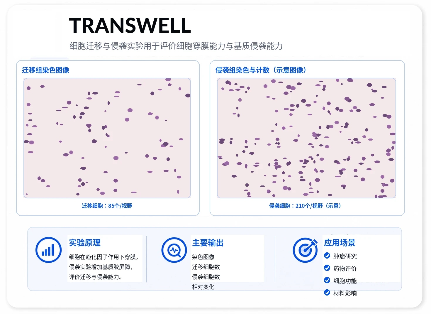 细胞迁移与侵袭参考图